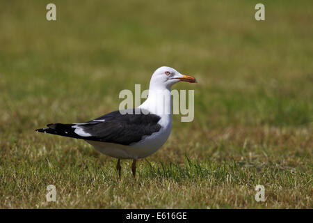 Geringerem Black-backed Gull (Larus Fuscus) thront auf dem Rasen, Nationalpark Lauwersmeer, Holland, Niederlande Stockfoto