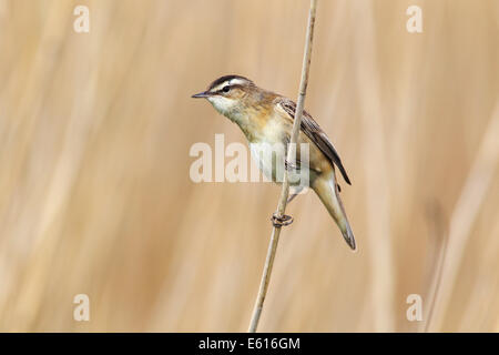 Schilfrohrsänger (Acrocephalus Schoenobaenus) thront auf Reed, Nationalpark Lauwersmeer, Holland, Niederlande Stockfoto