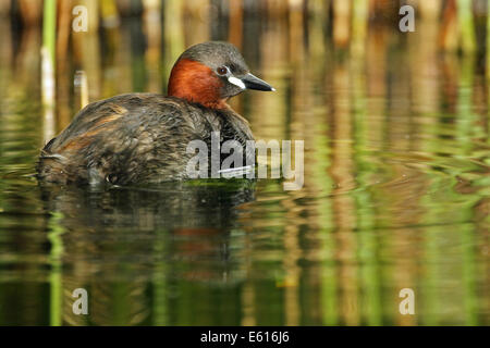 Wenig Grebe (Tachybaptus Ruficollis), Tirol, Österreich Stockfoto