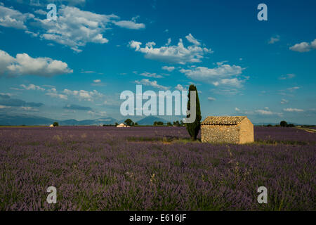 Kleines Haus mit Zypressen in einem Lavendelfeld, Plateau de Valensole, in Valensole, Provence, Provence-Alpes-Côte d ' Azur, Frankreich Stockfoto