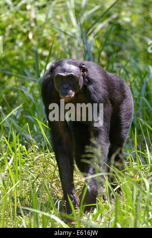 Bonobo (Pan Paniscus), Lola ya Bonobo Heiligtum, Kimwenza, Mont Ngafula, Kinshasa, demokratische Republik Kongo Stockfoto