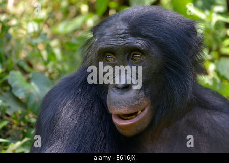 Bonobo (Pan Paniscus), Porträt, Lola ya Bonobo Heiligtum, Kimwenza, Mont Ngafula, Kinshasa, demokratische Republik Kongo Stockfoto