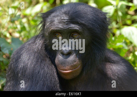 Bonobo (Pan Paniscus), Porträt, Lola ya Bonobo Heiligtum, Kimwenza, Mont Ngafula, Kinshasa, demokratische Republik Kongo Stockfoto