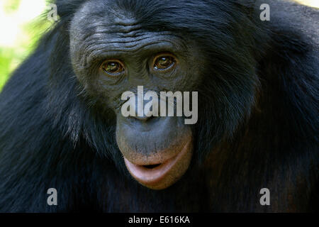 Bonobo (Pan Paniscus), Porträt, Lola ya Bonobo Heiligtum, Kimwenza, Mont Ngafula, Kinshasa, demokratische Republik Kongo Stockfoto