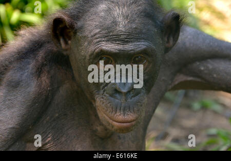 Bonobo (Pan Paniscus), Porträt, Lola ya Bonobo Heiligtum, Kimwenza, Mont Ngafula, Kinshasa, demokratische Republik Kongo Stockfoto