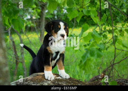 Mehr Schweizer Sennenhund, Welpen, Bayern, Deutschland Stockfoto