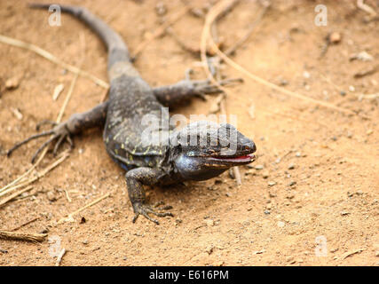 Tenerife Eidechse (Gallotia Galloti), endemisch, Teneriffa, Kanarische Inseln, Spanien Stockfoto