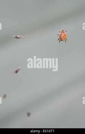 Araneus Diadematus, Kreuzspinne mit der Fliege gefangen im Web, Wales, Vereinigtes Königreich. Stockfoto