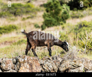 Ziege (Capra) auf einer Steinmauer, La Palma, Kanarische Inseln, Spanien Stockfoto