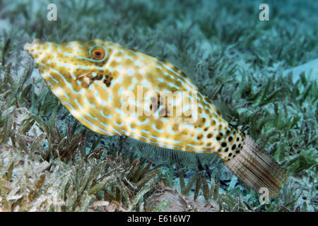 Scrawled Feilenfisch (Aluterus Scriptus) auf Seegras Wiese, Makadi Bay, Rotes Meer, Hurghada, Ägypten Stockfoto