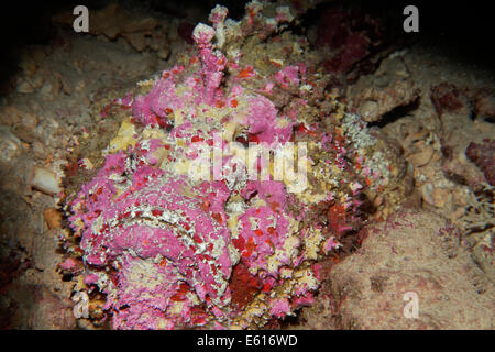 Riff-Steinfisch (Synanceia verzweigt), Makadi Bay, Rotes Meer, Hurghada, Ägypten Stockfoto