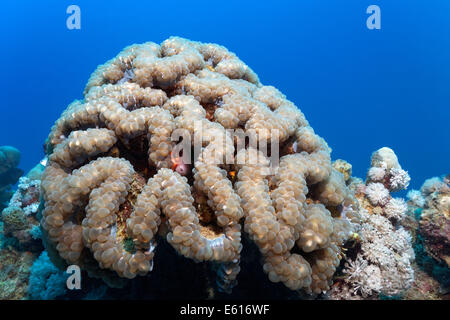 Bubble-Coral (Plerogyra Sinuosa), Makadi Bay, Rotes Meer, Hurghada, Ägypten Stockfoto