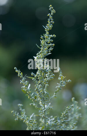 gemeinsamen Wermut, Artemisia absinthium Stockfoto