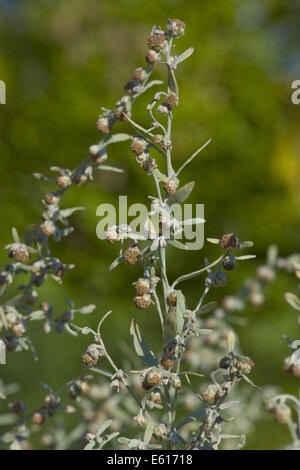 gemeinsamen Wermut, Artemisia absinthium Stockfoto