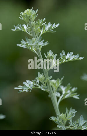 gemeinsamen Wermut, Artemisia absinthium Stockfoto