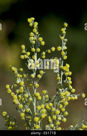 gemeinsamen Wermut, Artemisia absinthium Stockfoto