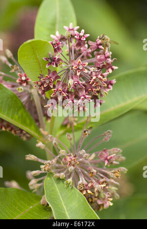 gemeinsamen Seidenpflanze Asclepias syriaca Stockfoto