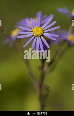 italienische Aster Aster amellus Stockfoto