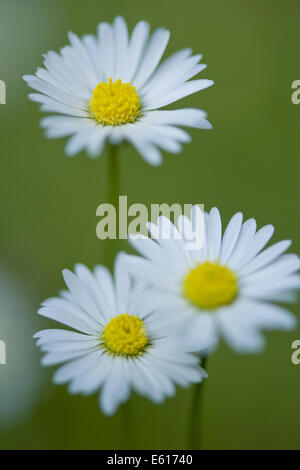 gemeinsamen Gänseblümchen, Bellis perennis Stockfoto