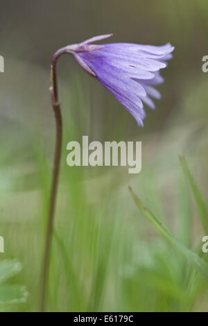 Zwerg Snowbell, Soldanella alpicola Stockfoto