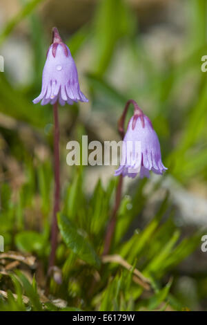 Zwerg Snowbell, Soldanella pusilla Stockfoto