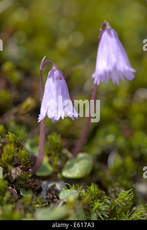 Zwerg Snowbell, Soldanella pusilla Stockfoto