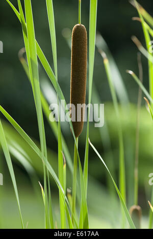 kleiner Rohrkolben Typha angustifolia Stockfoto