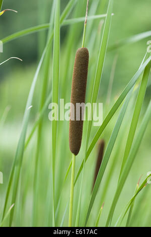 kleiner Rohrkolben Typha angustifolia Stockfoto