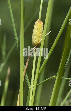 anmutige Rohrkolben Typha laxmannii Stockfoto