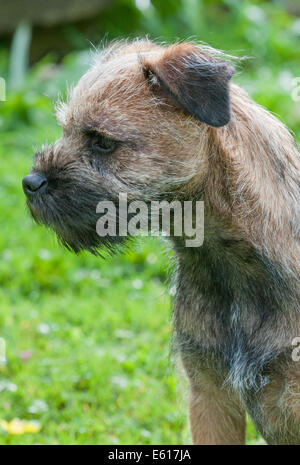 Ein Border Terrier Hund, fünf Monate alt Stockfoto