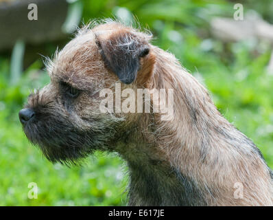 Ein Border Terrier Hund, fünf Monate alt Stockfoto