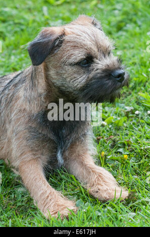 Ein Border Terrier Hund, fünf Monate alt Stockfoto