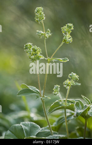 Alpine Frauenmantel, Alchemilla alpina Stockfoto