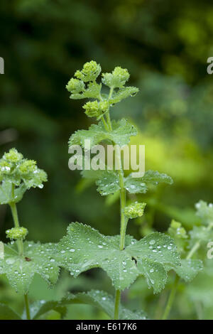 Frauenmantel, Alchemilla mollis Stockfoto