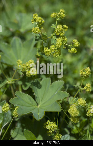 gemeinsamen Frauenmantel, Alchemilla vulgaris Stockfoto