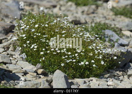 milchigen Rock Jasmin, Androsace lactea Stockfoto