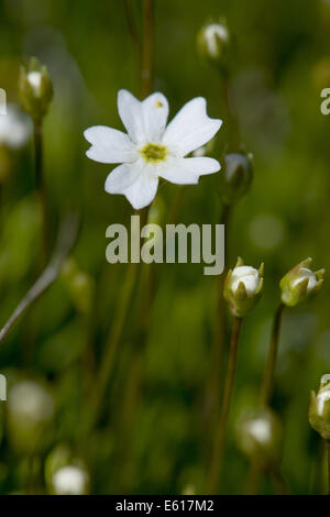 milchigen Rock Jasmin, Androsace lactea Stockfoto