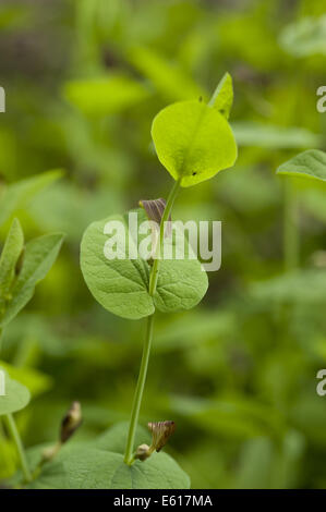 Runde-leaved Birthwort, Aristolochia rotunda Stockfoto