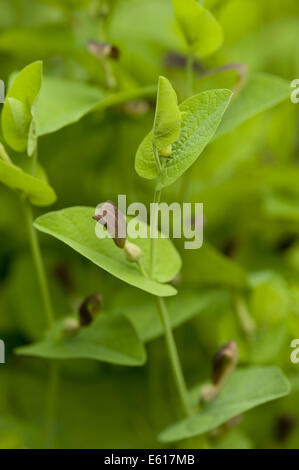 Runde-leaved Birthwort, Aristolochia rotunda Stockfoto