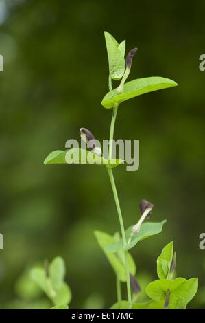 Runde-leaved Birthwort, Aristolochia rotunda Stockfoto