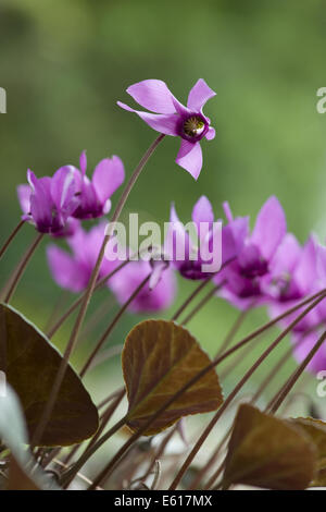 Europäische Alpenveilchen, Cyclamen purpurascens Stockfoto