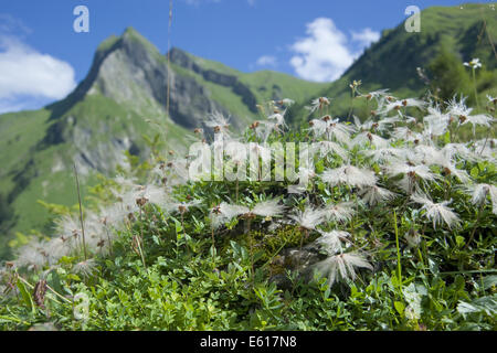 Mountain Avens, Dryas octopetala Stockfoto