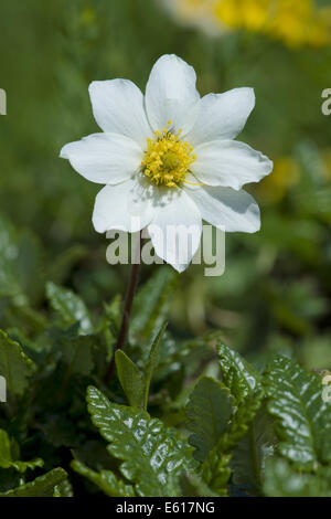 Mountain Avens, Dryas octopetala Stockfoto