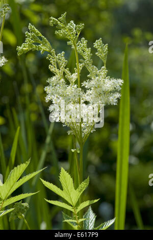 Mädesüß, Filipendula ulmaria Stockfoto