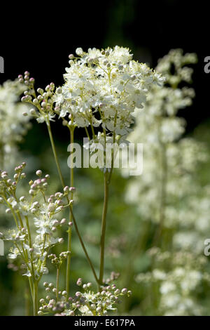 asiatische, Filipendula vulgaris Stockfoto
