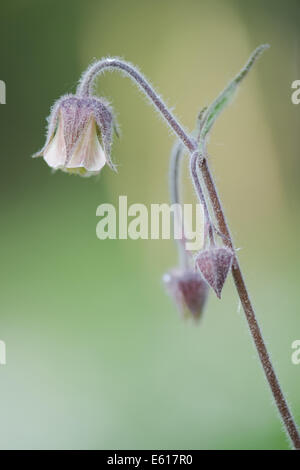 Wasser Avens, Geum rivale Stockfoto