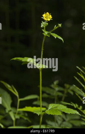 Holz Avens, Geum urbanum Stockfoto