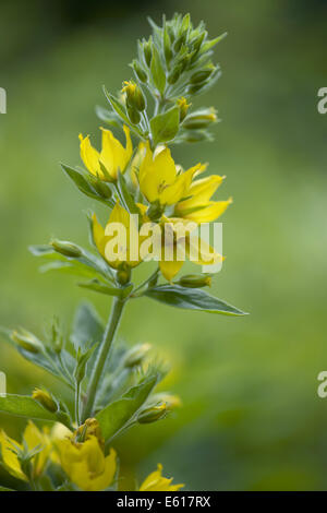 Gefleckte Gilbweiderich, Lysimachia Trommler Stockfoto