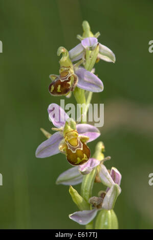 Biene Orchidee, Ophrys apifera Stockfoto