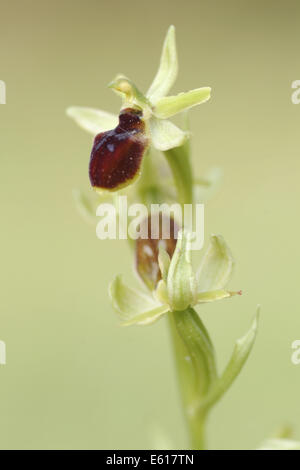 kleine Spinne Orchidee, Ophrys araneola Stockfoto